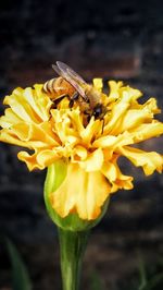 Close-up of bee on yellow flower