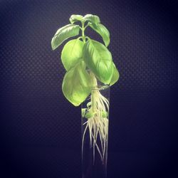 Close-up of plant against white background