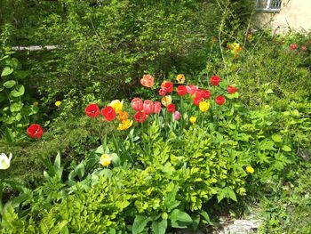 Red poppy flowers blooming outdoors