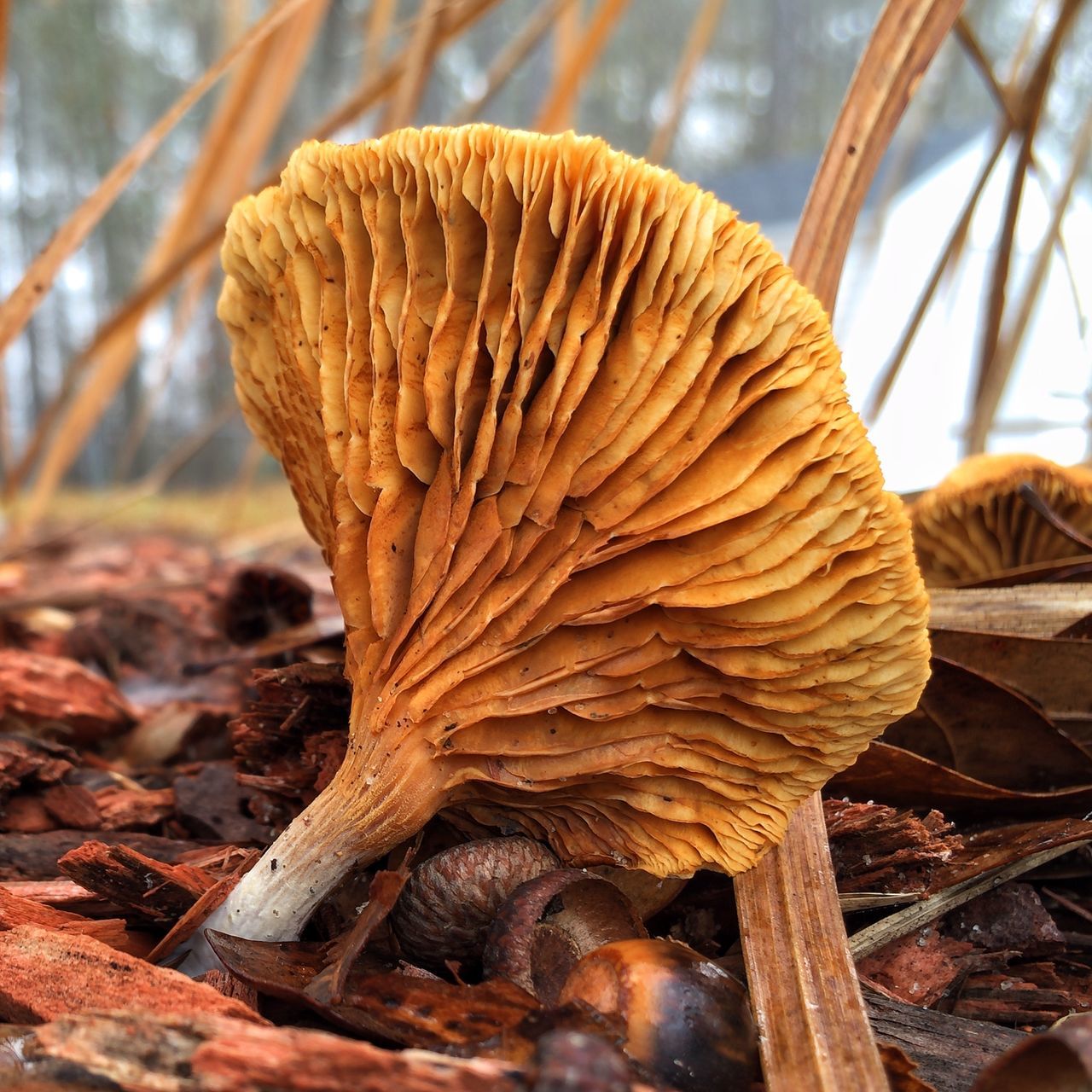 mushroom, fungus, close-up, focus on foreground, brown, toadstool, forest, nature, natural pattern, dry, tree, tranquility, pine cone, growth, tree stump, wood - material, day, outdoors, no people, edible mushroom