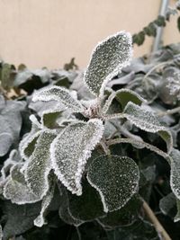 Close-up of snow on plant during winter