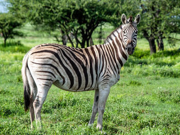 Side view of zebra standing on grass