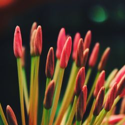 Close-up of pink flowering plants