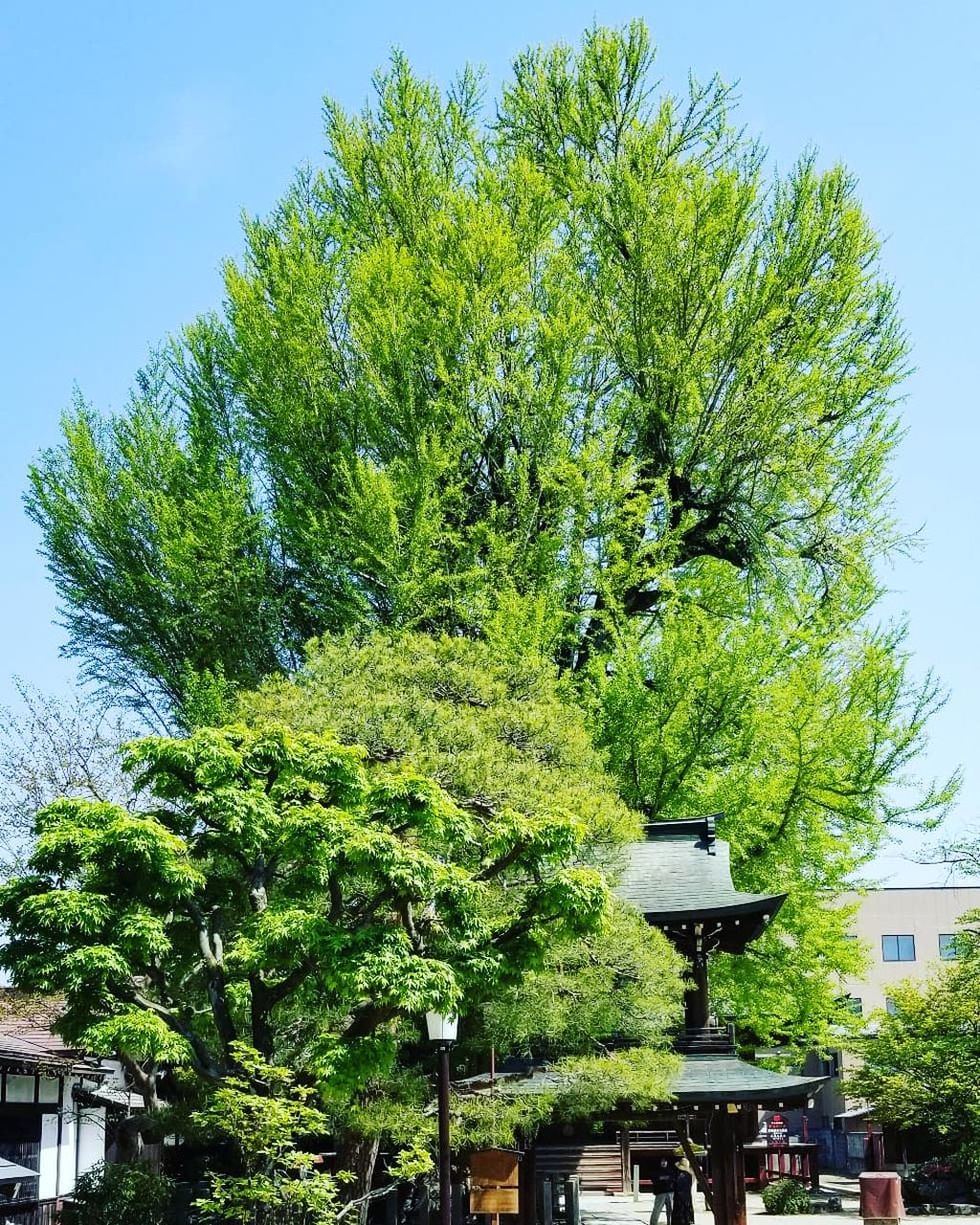 tree, plant, green color, growth, built structure, nature, architecture, sky, day, no people, building exterior, outdoors, beauty in nature, building, low angle view, park, park - man made space, house, branch, lush foliage