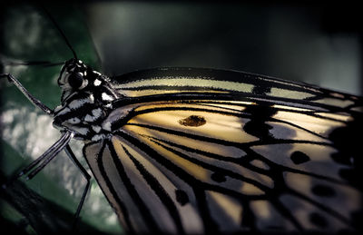 Close-up of butterfly on leaf