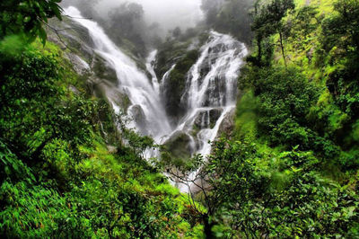 Scenic view of waterfall in forest