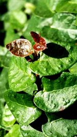 Close-up of insect on plant