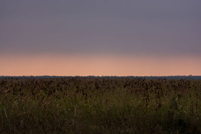 Scenic view of field against clear sky during sunset