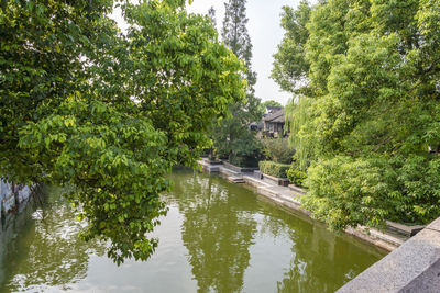 Scenic view of lake by trees and plants