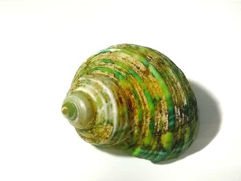 Close-up of shell on white background