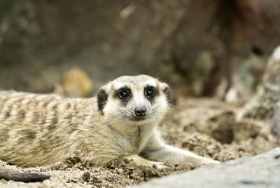 Portrait of meerkat lying on field