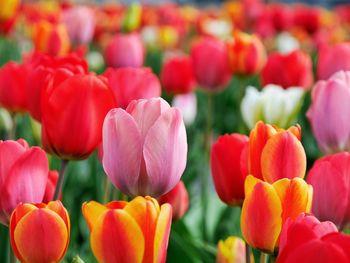 Close-up of multi colored tulips blooming outdoors