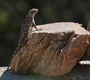 Close-up of lizard on rock