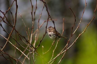 Bird perching on branch