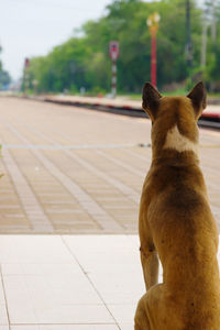 Rear view of dog sitting and guarding