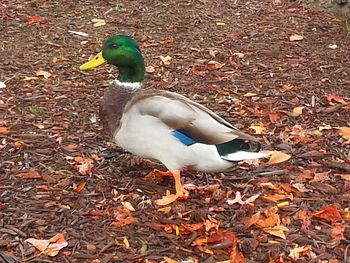 Close-up of duck on field during autumn