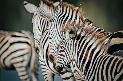 Close-up of zebras