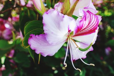 Close-up of pink flowers blooming outdoors