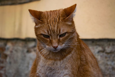 Close-up portrait of a cat against wall