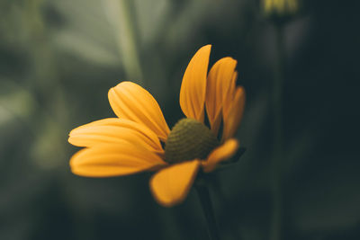 Close-up of yellow flower