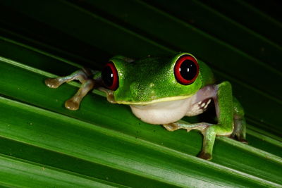 Close-up of frog on leaf