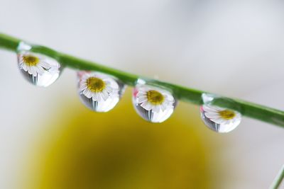 Close-up of white flowering plant