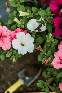 Close-up of pink flowering plants