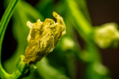 Close-up of insect on yellow leaf