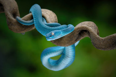 Close-up of snake