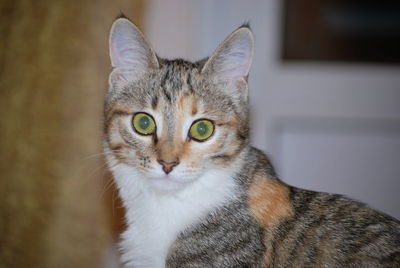 Close-up portrait of tabby cat