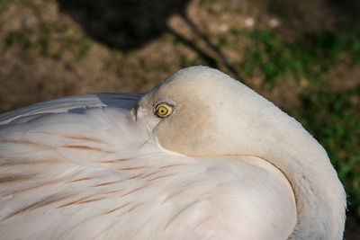 Close-up of a bird