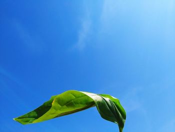 Low angle view of green plant against blue sky