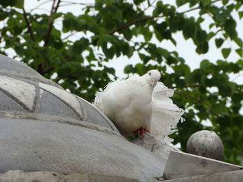 Low angle view of pigeon perching on tree