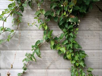 Close-up of ivy growing on plant