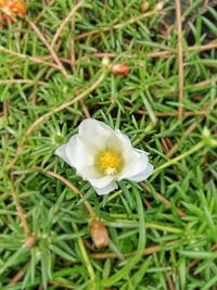 Close-up of white flower on field