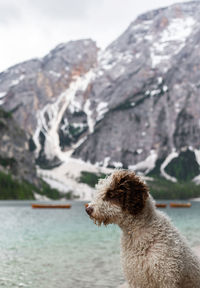 Close-up of dog on rock against mountain