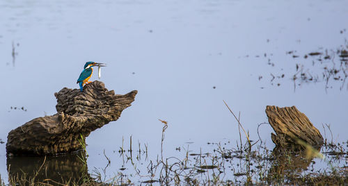 Kingfisher on wood in lake