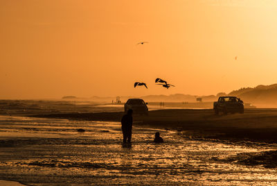 Silhouette birds flying over beach during sunset