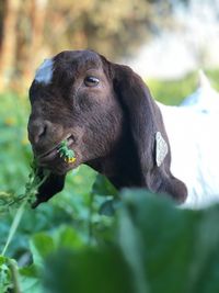 This is my favorite goat, donatello, following me around and eating every time i stop or slow down.