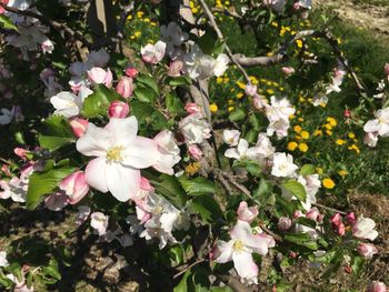 Close-up of flowers blooming on tree