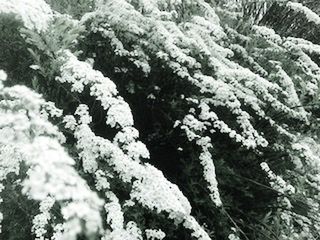 Close-up of snow covered plants