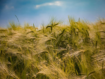 Close-up of wheat field against sky