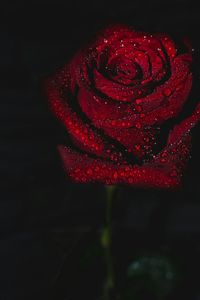 Close-up of red rose