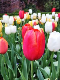 Close-up of multi colored tulips
