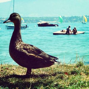 Birds in calm water