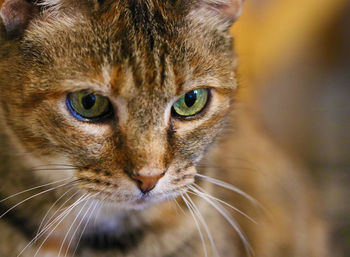 Close-up portrait of a cat