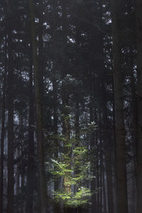 Low angle view of bamboo trees in forest