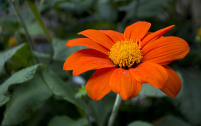 Close-up of orange flower