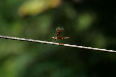 Close-up of ant on leaf
