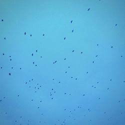Low angle view of birds flying against blue sky